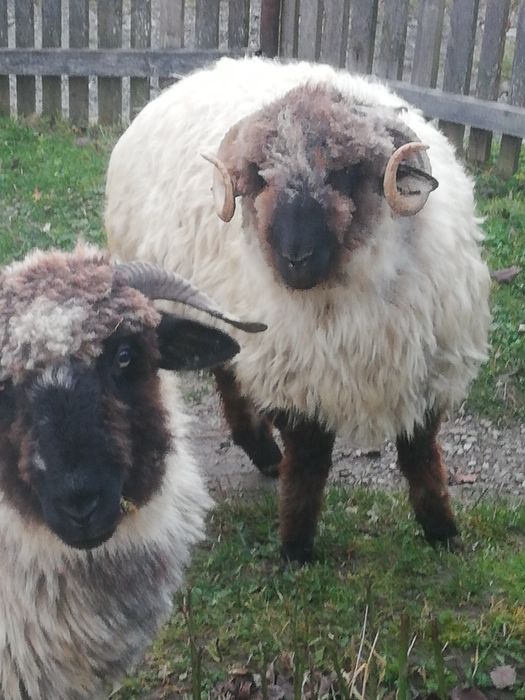 Vând un un berbecuț și 2 mioare