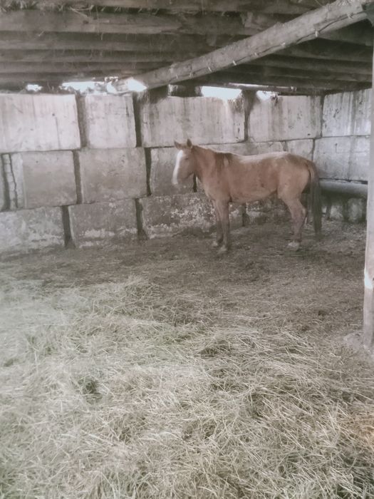 Продам жирную кобылу