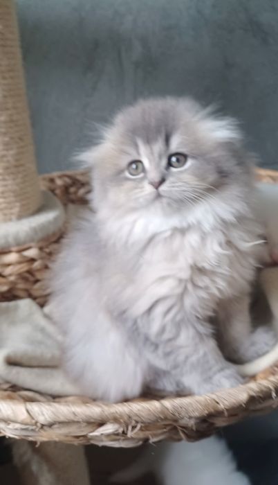 Schottish fold longhair