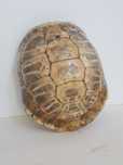 Broasca țestoasă carapace vintage