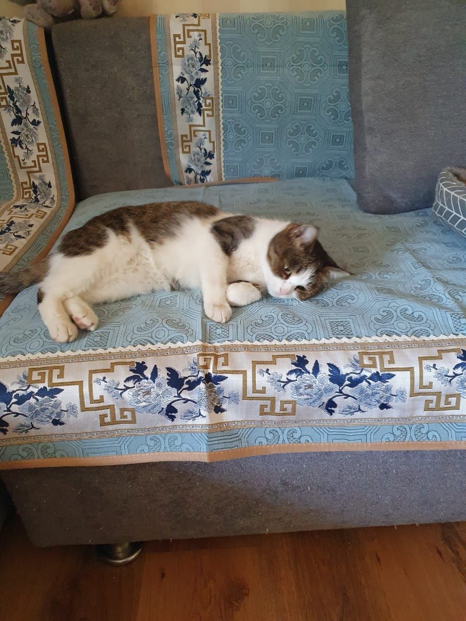 Кошечка ищет добрых хозяев