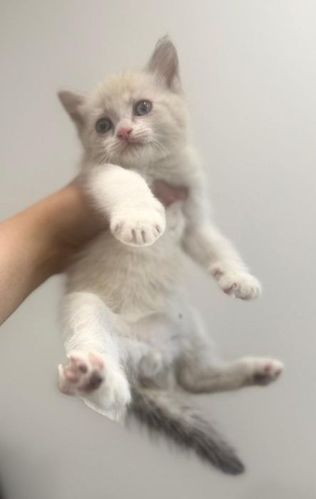 Шиншилла Белоснежная