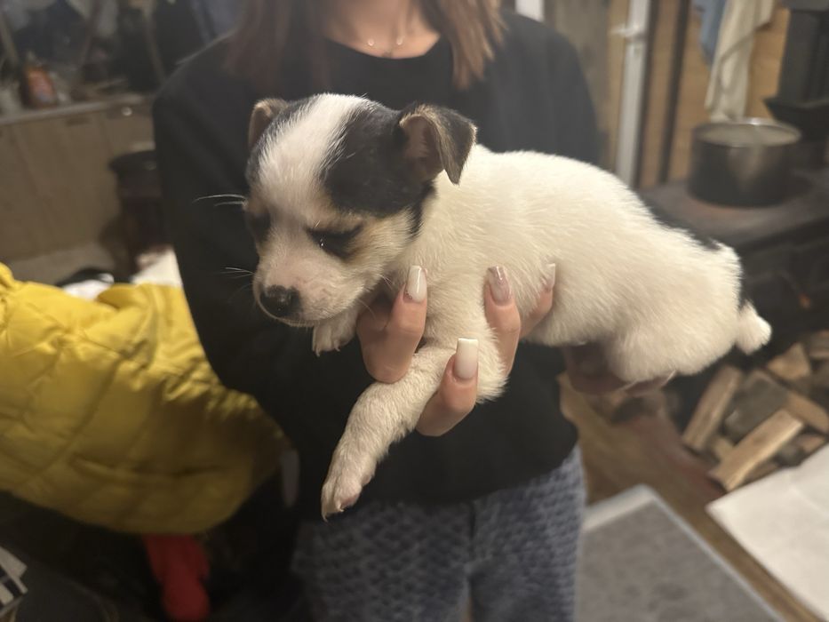 Продавам кученца Джак Ръсел