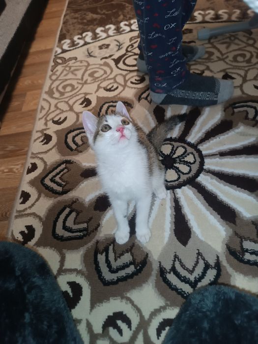 Отдам котенка девочку в хорошие руки