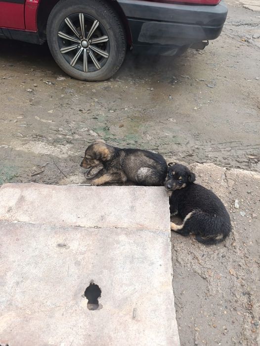 Отдам в добрые руки