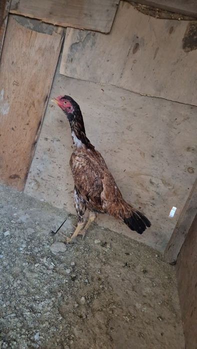 Тунка тож хуроз карес макиён турк макиён