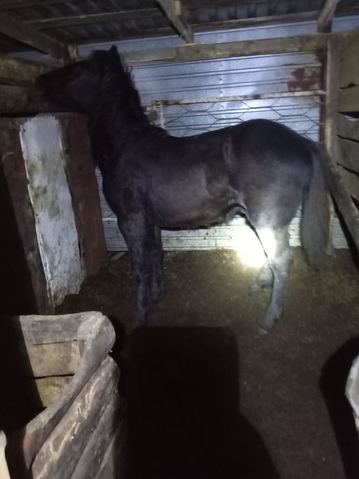 Продам жабағы только с поля семиз