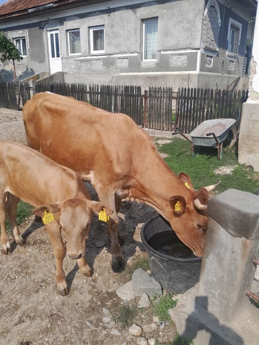 Juninca la prima fătare.