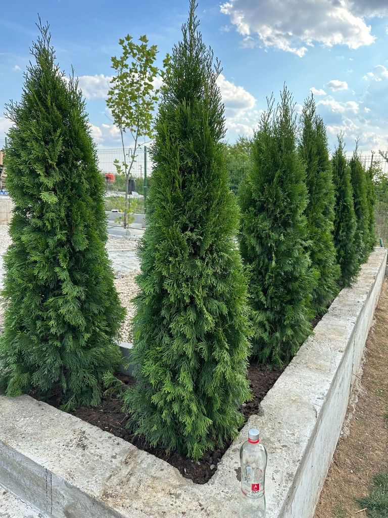 Vând plante tuia thuja smaragd