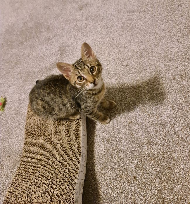 Ofer spre adoptie 3 pui de pisica.