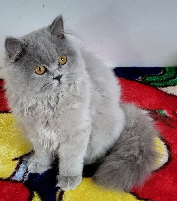 British longhair