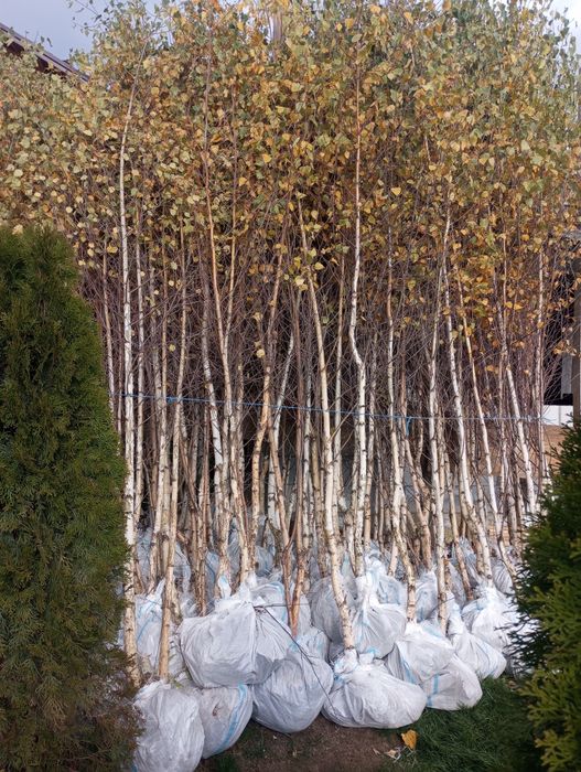 Vând Mesteacăn Tei