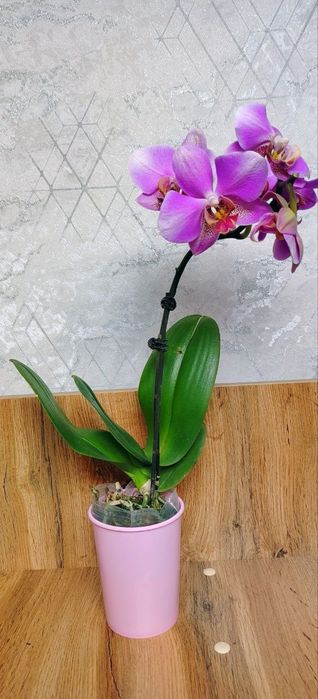 Продам Орхидеи Phalaenopsis