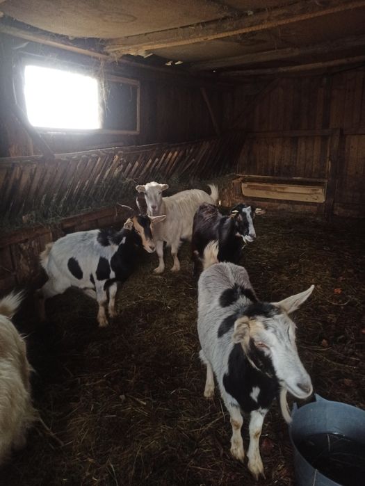 Vând sau schimb capre