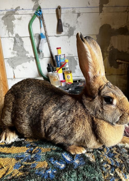 Vand femela hycol  varsta 1 an