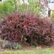 Барбарис Тунберга — Berberis thunbergi