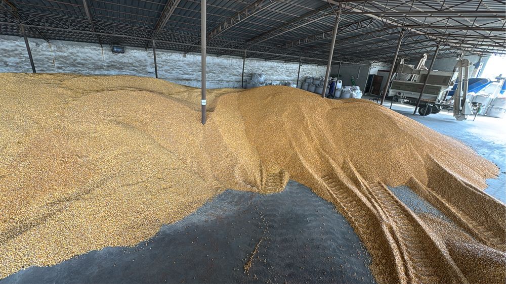 Vand porumb recolta 2025