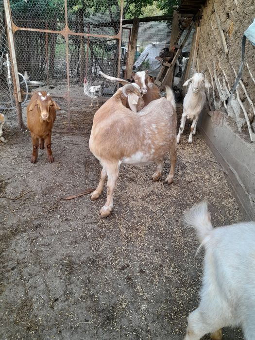 De vanzare 700 lei bucata