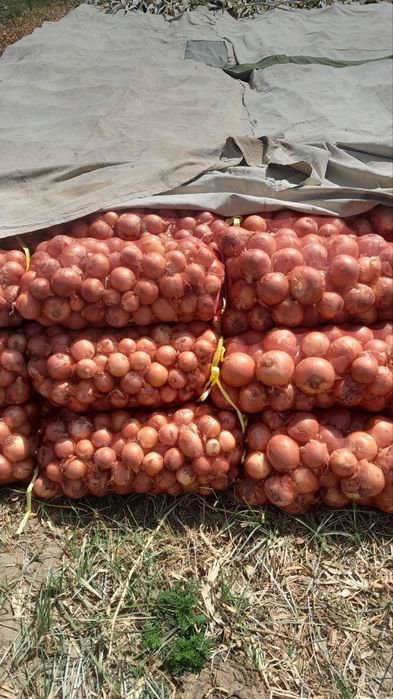 Piyoz qishga turadgan so'rt