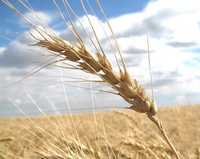 Семена яровой пшеницы.