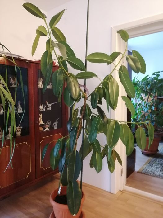 Ficus 2,30 m inaltime