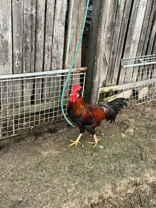 Vând cocoși italienii