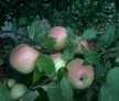 Pomi Fructiferi mari 3-7 ani  pe rod