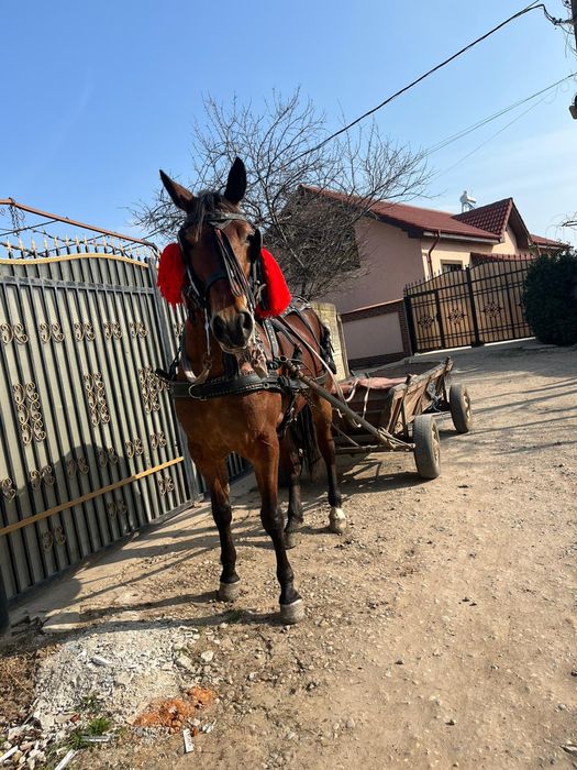 Vând carlana de 3 ani