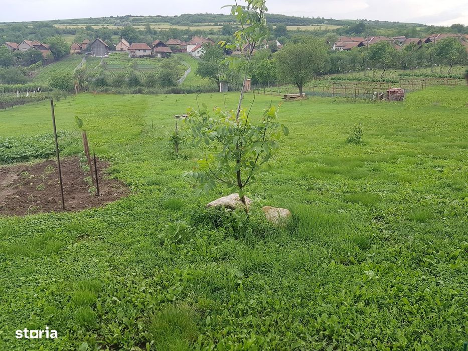 Teren intravilan in Henig