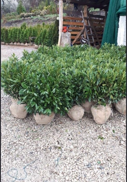 Vand brazi plante ornamentale