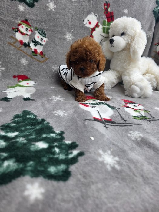 Тийкъп момче/ Tea cup/ с документ за произход