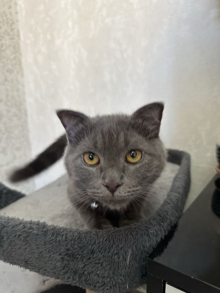 Scottish fold 6-7 oylik. Privivka ogan, shoxmas. Ogil bola
