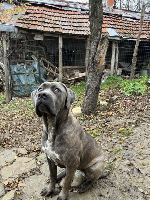Femela Cane corso