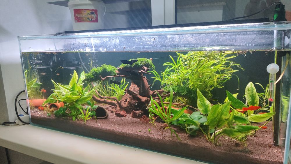Аквариум рыба продам