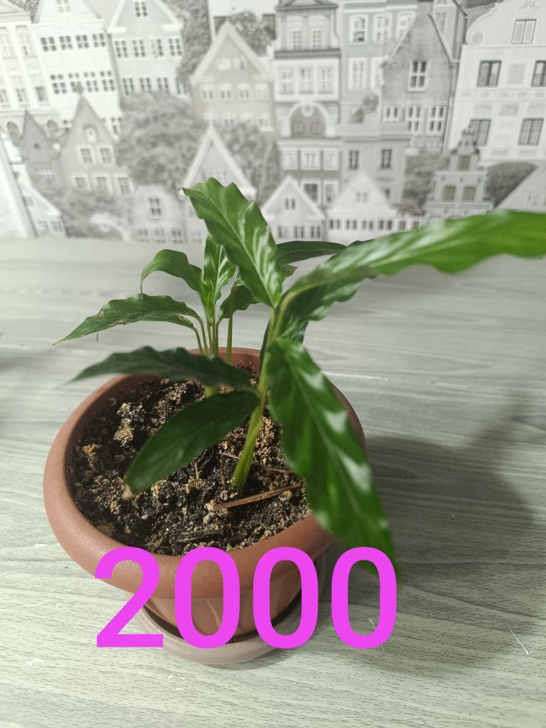 Продам дорого цветы