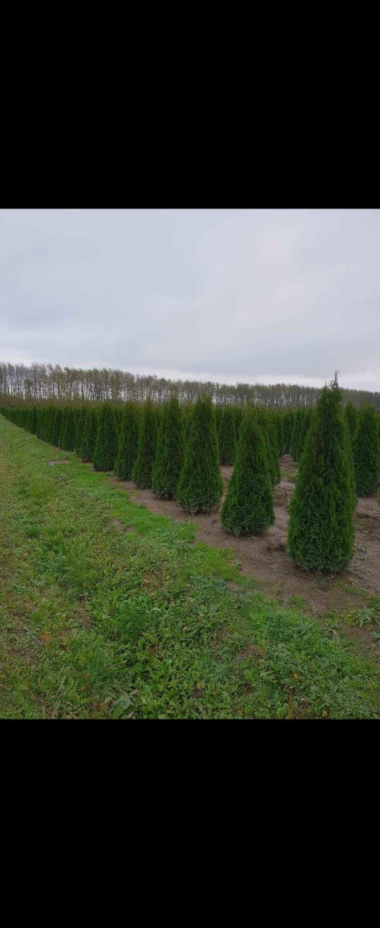 plante ornamentale amenajări gradini