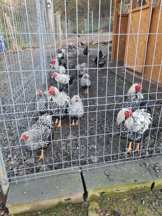 vând găini de casa