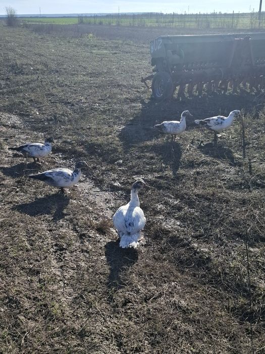 Rate lesesti sau mute