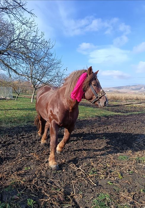 Vând armăsar din rasa sange rece unguresc