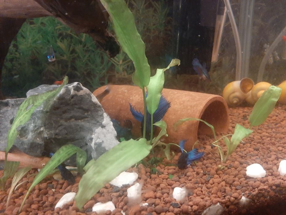 Schimb Betta cu alte culori