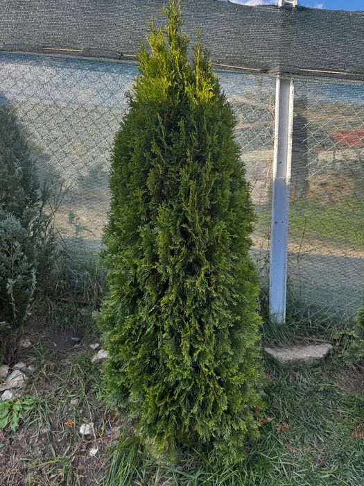 Plante ornamentale decorative