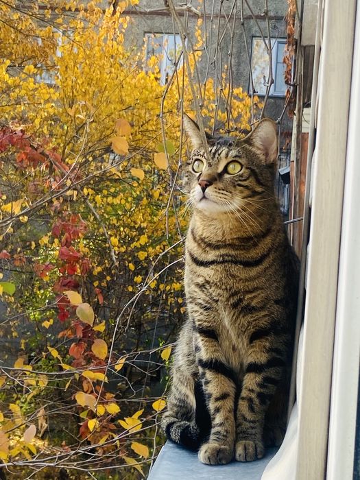 Красивый, кастрированный кот ищет новый дом