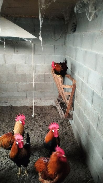 Продавам петли...