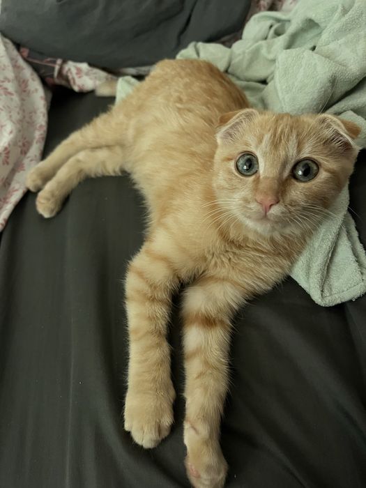 Вислоухий котенок