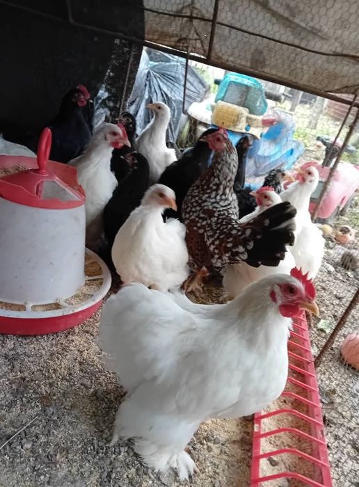 Disponibile păsări