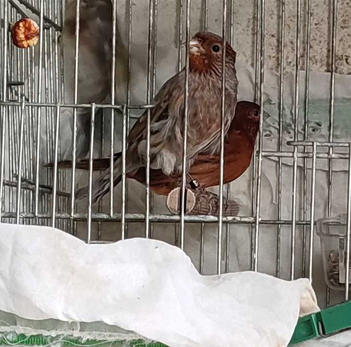 Последен женски и мъжки канари за Бургас