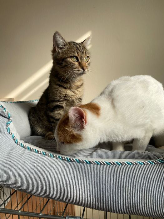 Котенце  момиче 4,5 мес.