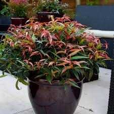 Леукоте(Leucothoe “burning love”)