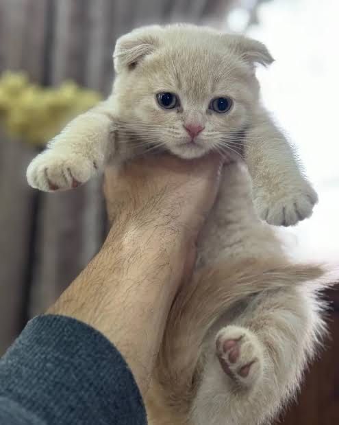 Продам скоттиш фолд мальчика и девочку