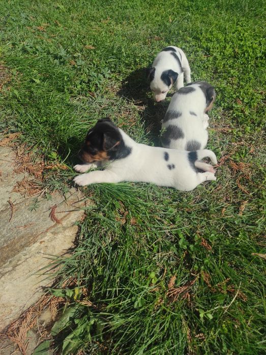 Продавам Джак Ръсел териер  200лв